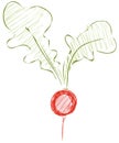 Isolated sketch of radish