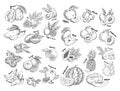Set of isolated sketches of exotic, tropical fruit Royalty Free Stock Photo