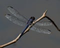 Isolated slaty skimmer Libellula incesta dragonfly