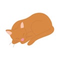 Isolated sleeping cat Domestic animal Vector