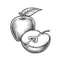 Isolated sliced apple hand drawn. Vector fruit