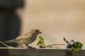 small brown bird ,young house sparrow Royalty Free Stock Photo