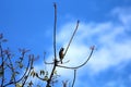 A bulbul bird perched on a neem tree Royalty Free Stock Photo