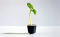 isolated small green bean sprout. bean plant growing out of recycled aluminum coffee capsule. Royalty Free Stock Photo