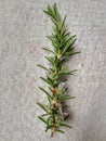 Isolated a small sprig of rosemary with plenty of blue tiny flowers on a white background,suitable for print, book cover, backgrou Royalty Free Stock Photo