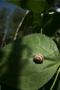 Isolated small white and brown snail Royalty Free Stock Photo
