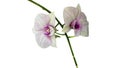 Isolated small white Phalaenopsis or moth orchid flowers Royalty Free Stock Photo