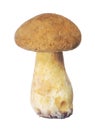 Isolated small yellow velvet bolete