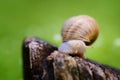 Isolated snail on the stump Royalty Free Stock Photo