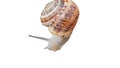 Isolated snail on a white background Royalty Free Stock Photo