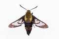 Isolated Snowberry Clearwing Moth