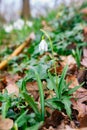 Isolated snowdrop flower in a forest Royalty Free Stock Photo