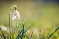 Isolated snowdrop flowers in spring, blurry background