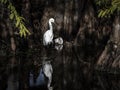 Snowy Egret In a Cypress Swamp with Garbage Royalty Free Stock Photo