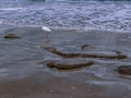 Isolated Snowy Egret Wading in the Surf