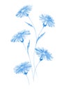 Isolated softness blue floral design elements. Blue flowers with leaves on white background. Royalty Free Stock Photo