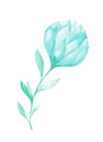 Isolated softness teal colored floral design elements. Abstract flower with leaves on white background Royalty Free Stock Photo