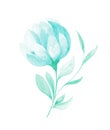 Isolated softness teal colored floral design elements. Abstract flower and leaves on white background Royalty Free Stock Photo