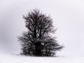 Isolated solitary tree on white snowy and cloudy background surrounded by mysterious gloomy landscape