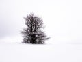 Isolated solitary tree on white snowy and cloudy background surrounded by mysterious gloomy landscape