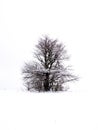 Isolated solitary tree on white snowy and cloudy background surrounded by mysterious gloomy landscape