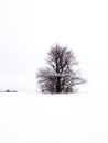 Isolated solitary tree on white snowy and cloudy background surrounded by mysterious gloomy landscape