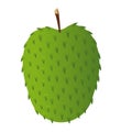 Isolated soursop illustration