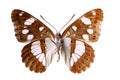 Isolated Southern White Admiral