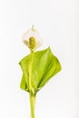 Calla palustris - Water Arum Royalty Free Stock Photo