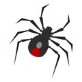 Isolated spider image