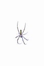 Isolated spider on white background Royalty Free Stock Photo