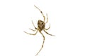 Isolated spiders behind Royalty Free Stock Photo