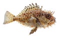 Isolated Spiny Boxfish. Detailed Closeup Of Exotic Spotted Pufferfish On White Royalty Free Stock Photo