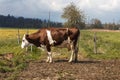 Isolated spotted cow in a green field of the Swiss Alps in the canton of Jura Royalty Free Stock Photo