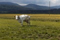 Isolated spotted cow in a green field of the Swiss Alps in the canton of Jura Royalty Free Stock Photo