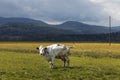Isolated spotted cow in a green field of the Swiss Alps in the canton of Jura Royalty Free Stock Photo