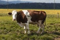 Isolated spotted cow in a green field of the Swiss Alps in the canton of Jura Royalty Free Stock Photo