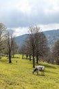 Isolated spotted cow in a green field of the Swiss Alps in the canton of Jura Royalty Free Stock Photo