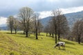 Isolated spotted cow in a green field of the Swiss Alps in the canton of Jura Royalty Free Stock Photo