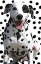 Isolated spotted dog on spotted background Royalty Free Stock Photo