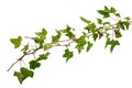 Isolated sprig of ivy with green leaves Royalty Free Stock Photo
