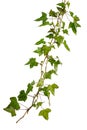 Isolated sprig of ivy with green leaves Royalty Free Stock Photo