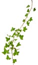 Isolated sprig of ivy with green leaves Royalty Free Stock Photo