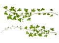 Isolated sprig of ivy with green leaves Royalty Free Stock Photo