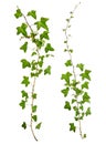 Isolated sprig of ivy with green leaves Royalty Free Stock Photo