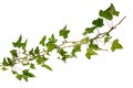 Isolated sprig of ivy with green leaves Royalty Free Stock Photo