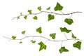 Isolated sprig of ivy with green leaves Royalty Free Stock Photo