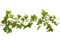 Isolated sprig of ivy with green leaves Royalty Free Stock Photo