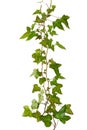 Isolated sprig of ivy with green leaves Royalty Free Stock Photo