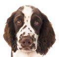 Isolated Springer Spaniel Royalty Free Stock Photo